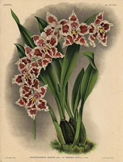 Bruyne Collection: Memoria Bulli variety of Odontoglossum crispum orchid