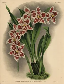 Hothouse Prints: Memoria Bulli variety of Odontoglossum crispum orchid