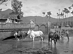 Cows Gallery: Men with cattle at Gampola, Sri Lanka