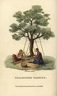 Men collecting varnish from the Chinese lacquer tree Men collecting varnish from the Chinese lacquer tree