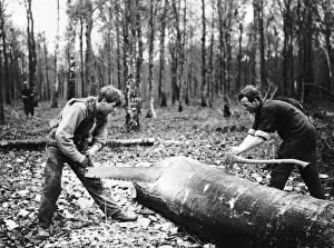 Two men cross-cutting tree trunk, Western Front, WW1