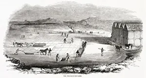 Images Dated 8th June 2021: Forty men and twelve horses would cut and stow away 400 tons a day