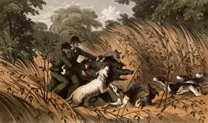 Men and hounds on wild boar hunt, Sri Lanka