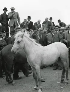 Auction Prints: Men inspecting horses at an auction at Sennybridge, Brecon, Wales. Date: 1930s