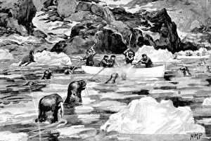 Josef Gallery: Men of the Jackson-Harmsworth Polar Expedition hunting walru