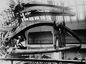 Blue Whale Prints: Men in jaws of bowhead whale, 1934