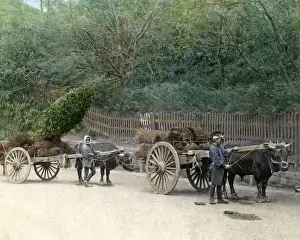Men with ox carts, Japan