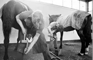 Men at work on horses hooves
