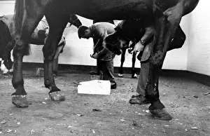 Hoof Prints: Men at work on horses hooves