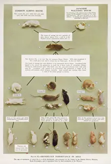 Mice Prints: Mendel / Inheritance / Mice