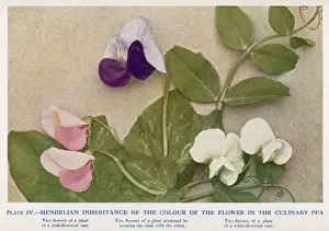 Mendel / Inheritance / Peas