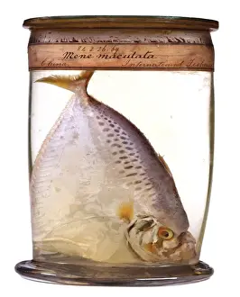Shallow Prints: Mene maculata, moonfish
