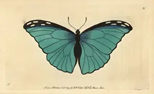 Polydore Prints: Menelaus Blue Morpho butterfly, Morpho menelaus