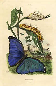 Naturelle Prints: Menelaus blue morpho butterfly, Morpho menelaus
