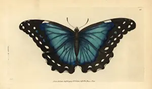 Menelaus Prints: Menelaus blue morpho, Morpho menelaus