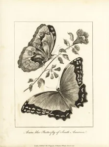 Dorsal Prints: Menelaus blue morpho, Morpho menelaus