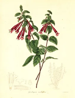Agua Gallery: Menta de arbol, Clinopodium multiflorum