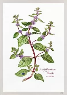 Lamiales Gallery: Mentha arvensis, mint