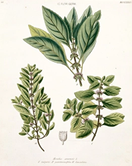 Labiatae Collection: Mentha arvensis, peppermint