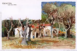 Wielandt Prints: Menton, France - Olive Trees