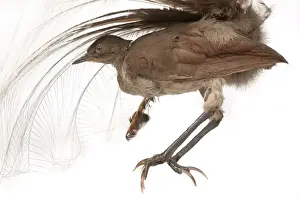 Superb Prints: Menura novaehollandiae, superb lyrebird