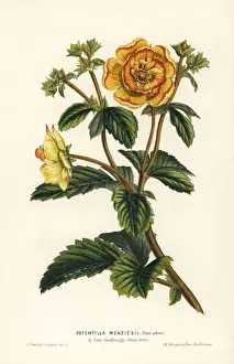Cinquefoil Prints: Menzies Himalayan cinquefoil, Potentilla atrosanguinea
