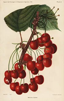 Prunus Gallery: Mercer cherry, Prunus avium