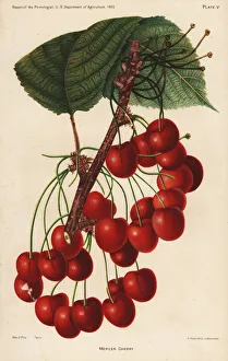 Mercer Gallery: Mercer cherry, Prunus avium