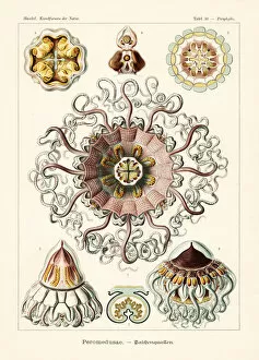 Merchant cap jellyfish, Periphylla periphylla