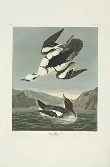 Mergellus albellus, smew