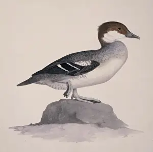 Mergellus albellus, smew