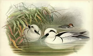 Duck Gallery: Mergellus albellus, smew