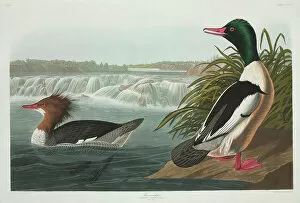 Duck Collection: Mergus merganser, goosander