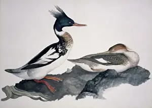 Mergus serrator, red-breasted merganser