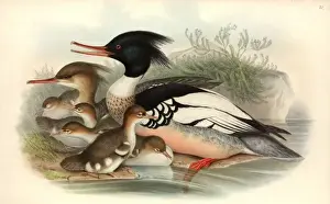 Mergus serrator, red-breasted merganser