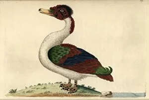 Anas Collection: Merian duck, Anas merianae A hybrid between