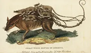 Naturalistspocketmagazine Prints: Merians opossum, Didelphys dorsigera