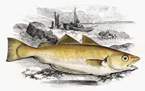 Whiting Prints: Merlangius merlangus, or Whiting