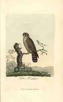 Falco Prints: Merlin, Falco aesalon, Falco columbarius