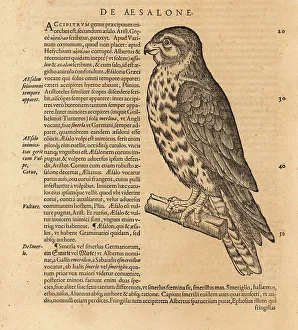 Merlin Prints: Merlin, Falco columbarius