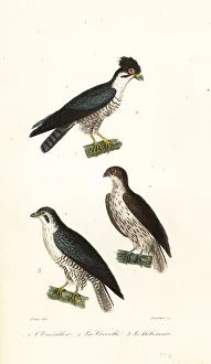 Kestrel Prints: Merlin, Falco columbarius aesalon 1