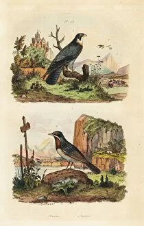 Guerin Meneville Collection: Merlin, Falco columbarius, and Moltonis warbler