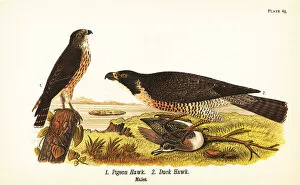 Merlin and peregrine falcon