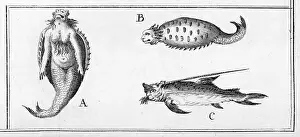Mermaid of Angola