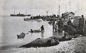 Mermaids on the beach, Steamer Point, Aden