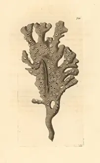 Thenaturalistsmiscellany Prints: Mermaids glove or finger sponge, Haliclona oculata
