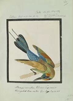 Images Dated 25th October 2013: Merops ornatus, Latham collection Vol. 3, f368
