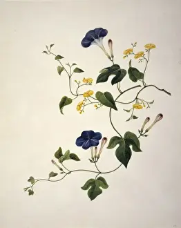 Bind Weed Prints: Merremia cf. umbellata, morning glory