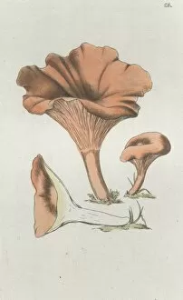 Merulius cantharellus