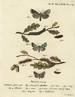 Phalaena Prints: Merveille du jour, scarce merveille du jour